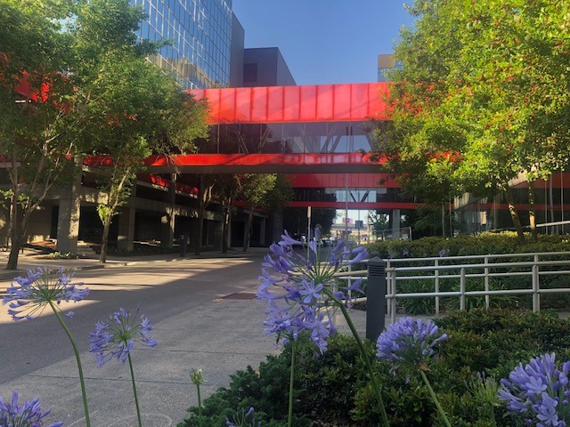 picture of campus with purple flower in foreground