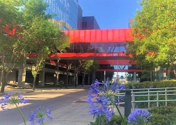 Photo of Red Campus Walkway in Background with Green Trees and Purple Flowers in the Foreground